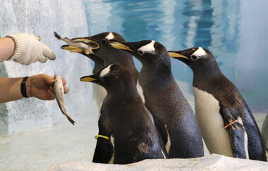 Penguins can’t actually taste fish, say scientists