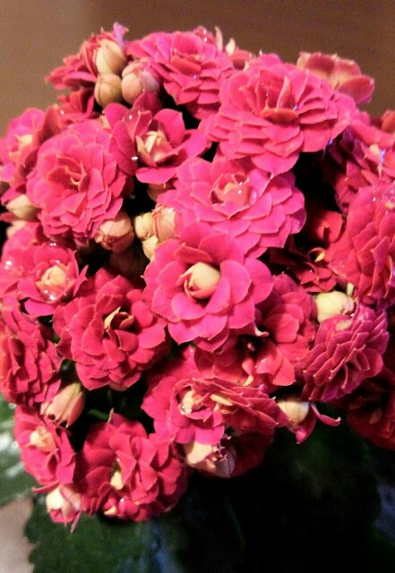 驚くばかりカラン ディーバ 育て 方 最高の花の画像