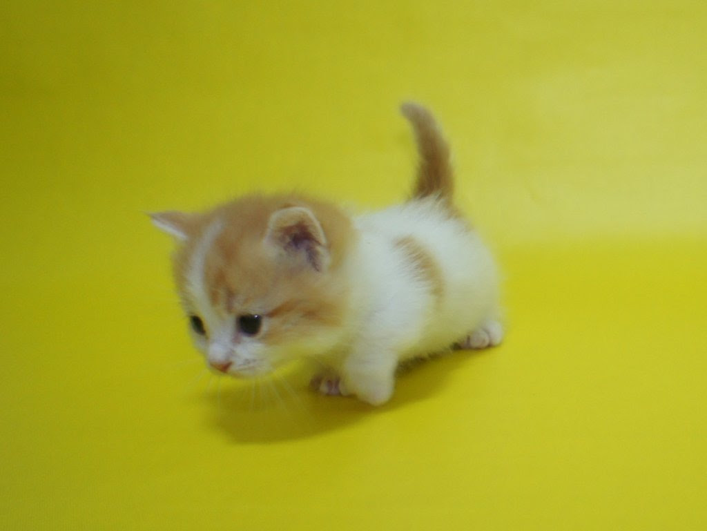 最高の壁紙コレクション 最高かつ最も包括的なマンチカン 超 可愛い 子猫 画像