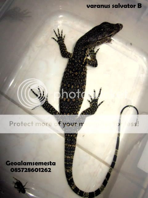 JUAL BELI HEWAN PELIHARAAN JUAL JUAL biawak biawak 