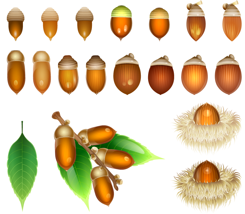 美しい花の画像 トップ100どんぐり イラスト
