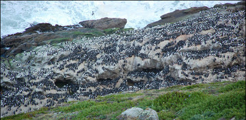 Point Reyes murre colony_Rhoads USFWS