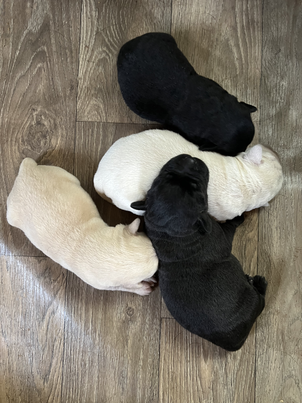 Maybe you would like to learn more about one of these? Ethereal Labradors Home