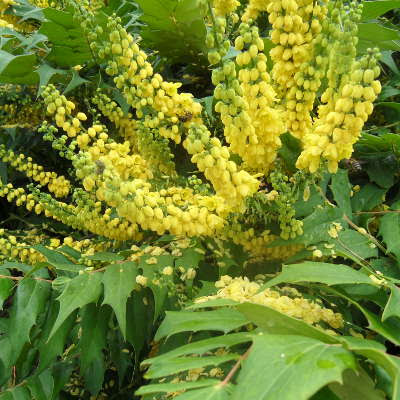 Check spelling or type a new query. Winter Plants That Will Provide Year Round Interest