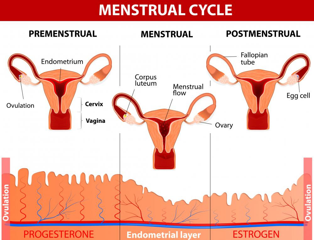Image result for What Is Menstruation?