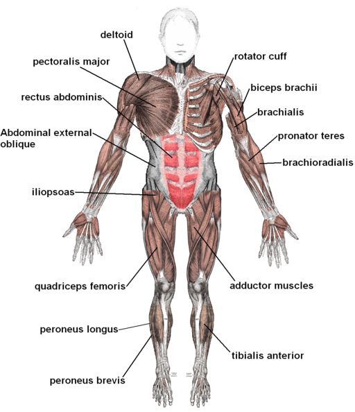 Major muscles of the body, with their common names and scientific (latin) names your job is to diagram and label the major muscle groups, for both the anterior (frontal) view and the posterior (rear) view anterior view posterior view. The Muscular System Medical Terminology For Cancer