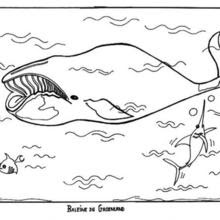 Free printable killer whale coloring pages. Killer Whale Coloring Pages Hellokids Com