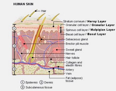 From wikimedia commons, the free media repository. 2d Labelled Diagram Skin Cells