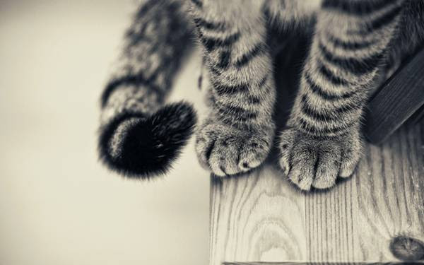 最も選択された 高 画質 猫 サングラス 壁紙 Gambarsaeqp2