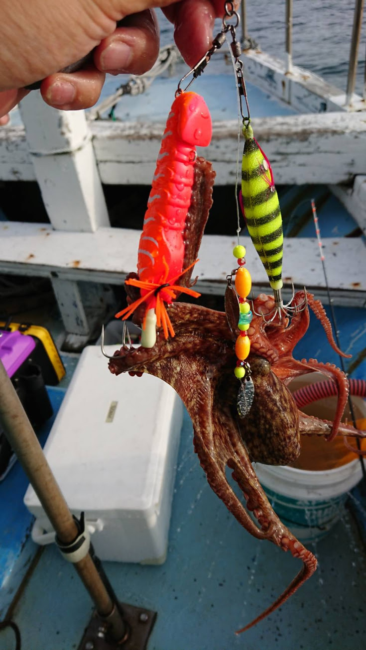 ベスト50 タコ釣り 仕掛け すべての魚の画像