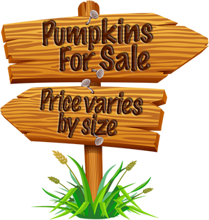 We did not find results for: Pumpkins At Hall S Pumpkin Farm And Corn Maze In Grapevine Texas