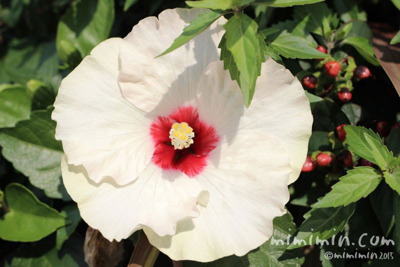 新鮮なハイビスカス 白 最高の花の画像