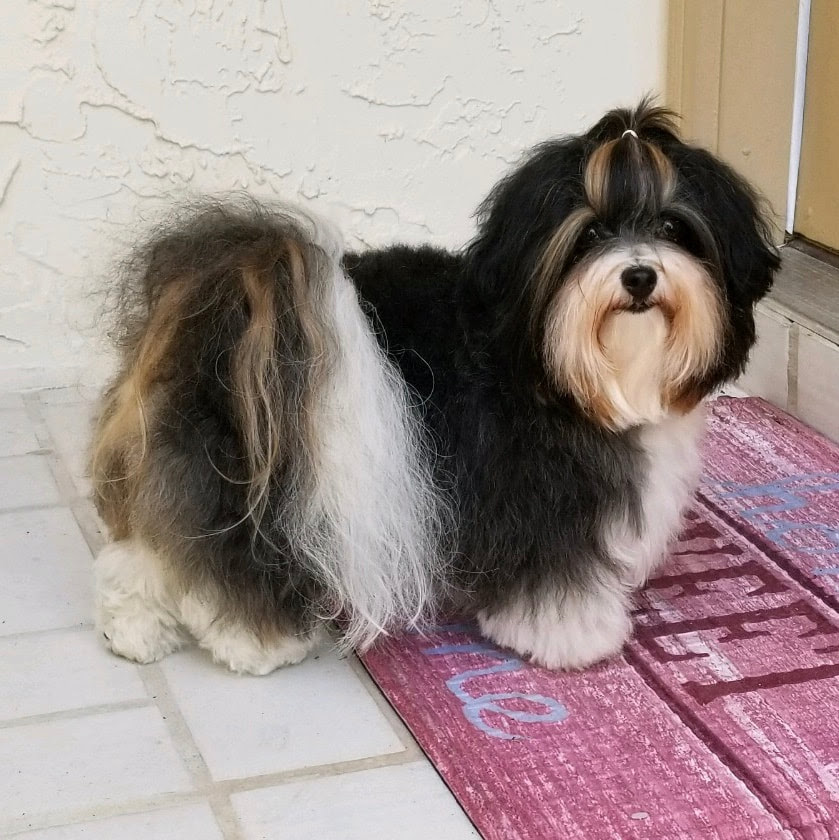 We also have many other colors. Forever Poodles Honor Havanese Akc Havanese Poodle Puppies For Sale In Florida