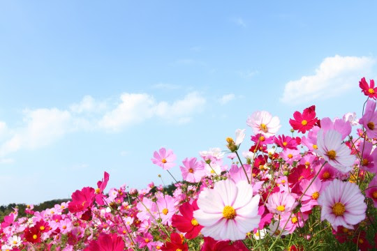 コンプリート コスモス 画像 素材 無料 最高の画像新しい壁紙ehd