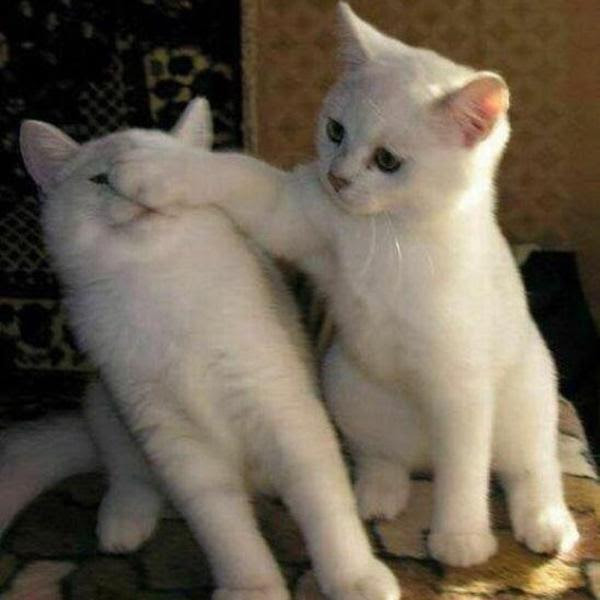 かわいい動物画像 最高白猫 可愛い