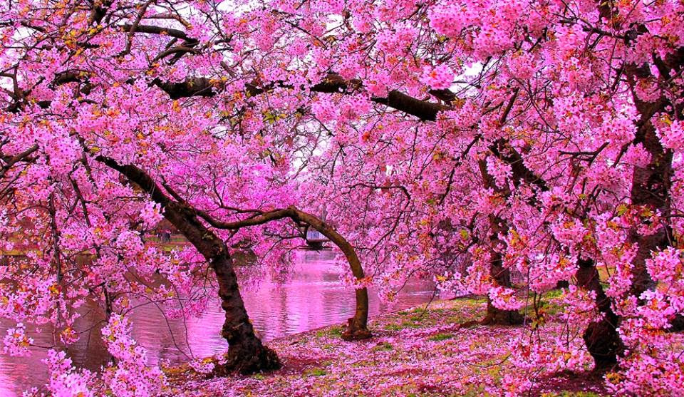 Pemandangan Bunga Sakura Terindah  Di Jepang Blacki Gambar