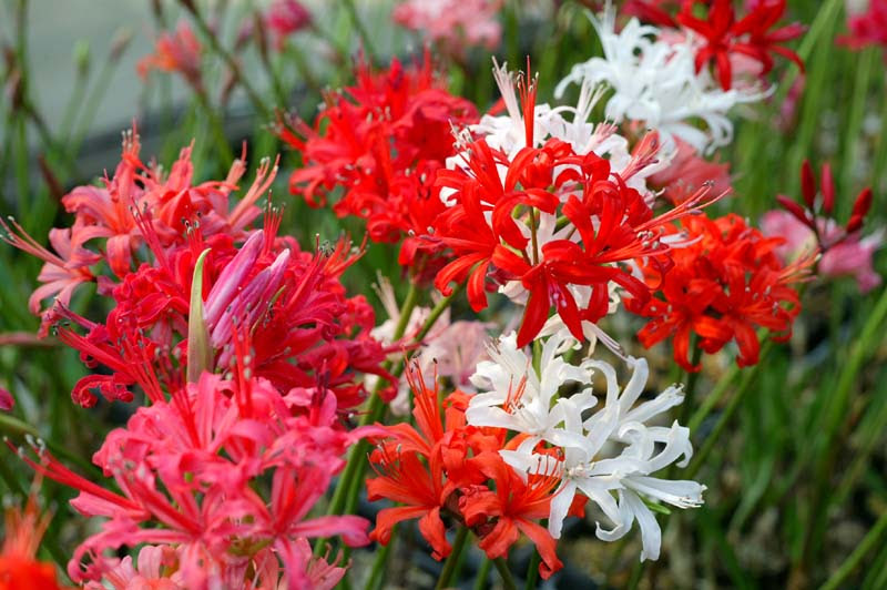 最高かずら 花言葉 すべての美しい花の画像
