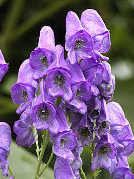画像をダウンロード サネカズラ 花言葉 怖い サネカズラ 花言葉 怖い