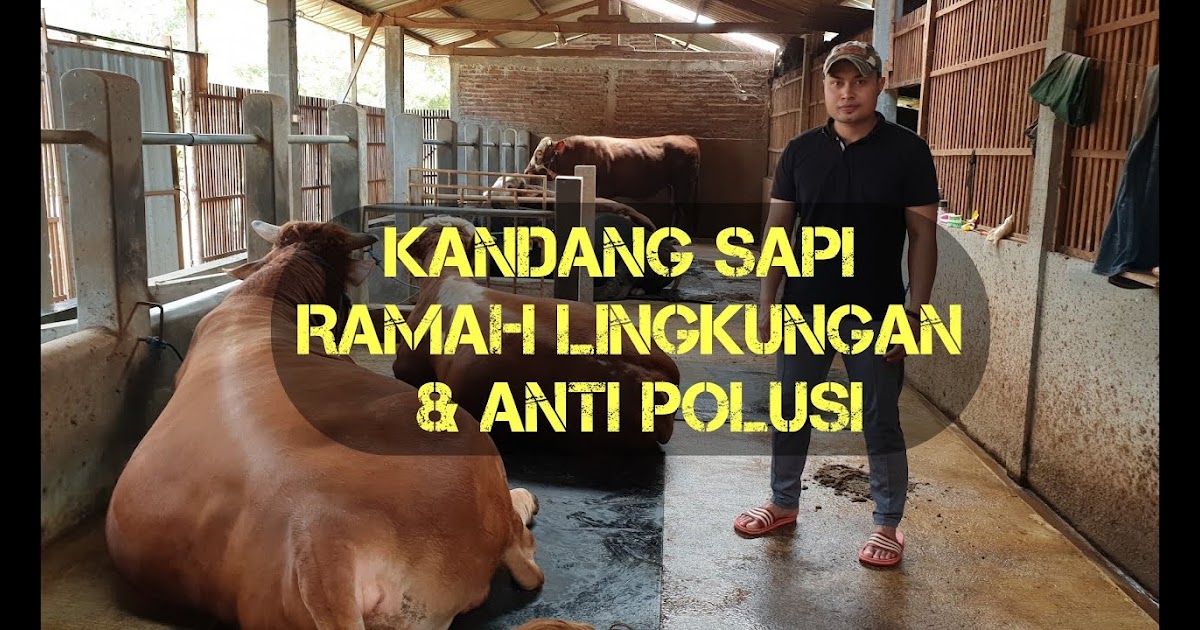 194 Ide Desain  Kandang  Sapi Ramah  Lingkungan  Paling Bagus 