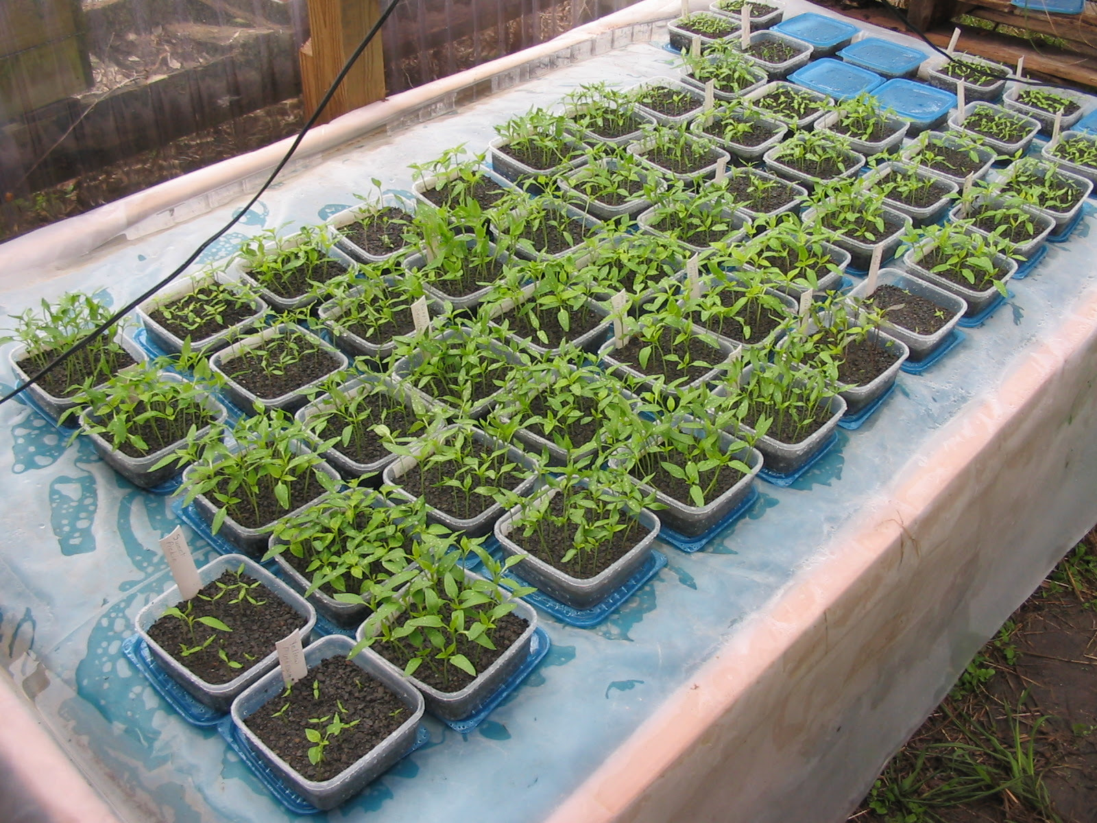With a heat mat we can ensure quick and reliable sprouting for our vegetables. Making A Heat Mat From A Repurposed Waterbed The Garden Academy