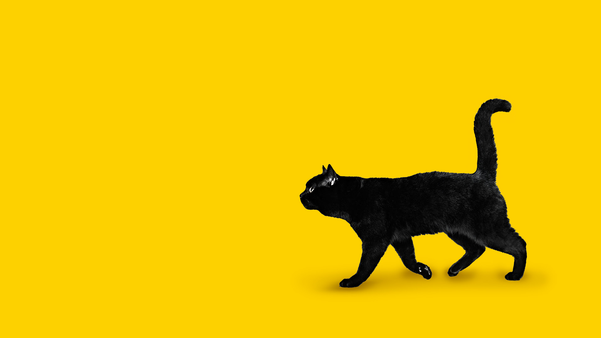 導出 電球 世辞 黒 猫 壁紙 Pc Tabische Jp