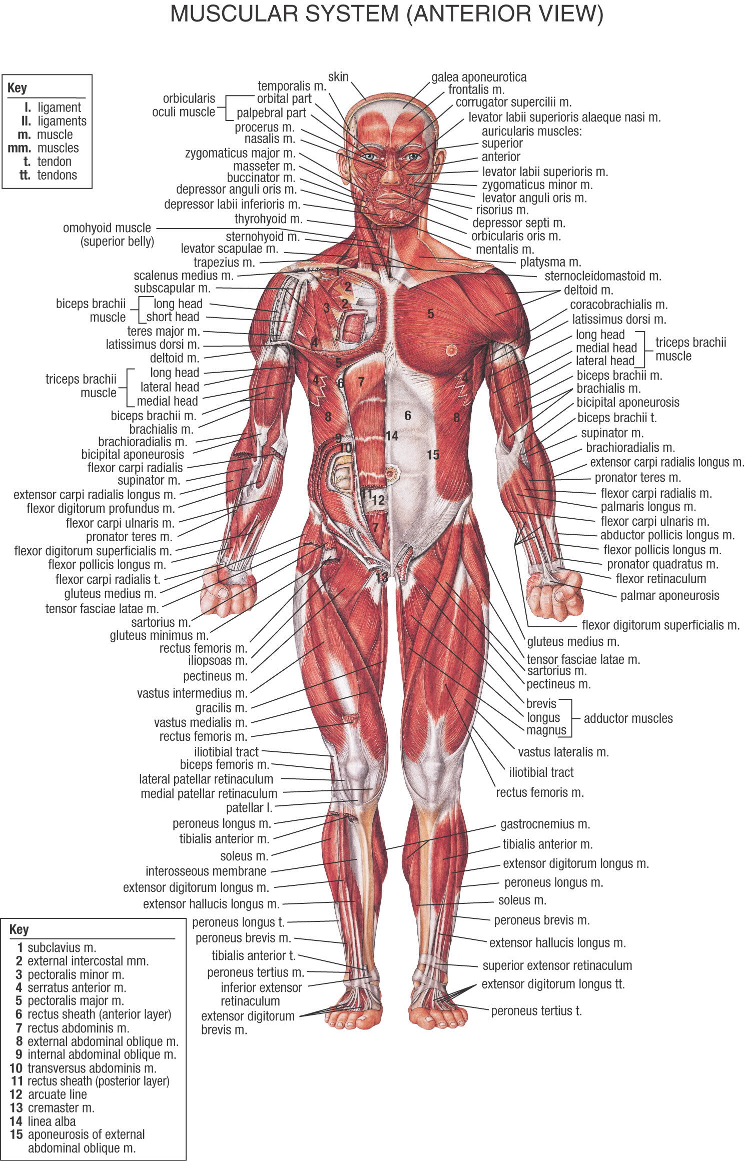 Use your front view and back view diagrams to label these muscles gluteus medius label: Hb Muscular System Anterior