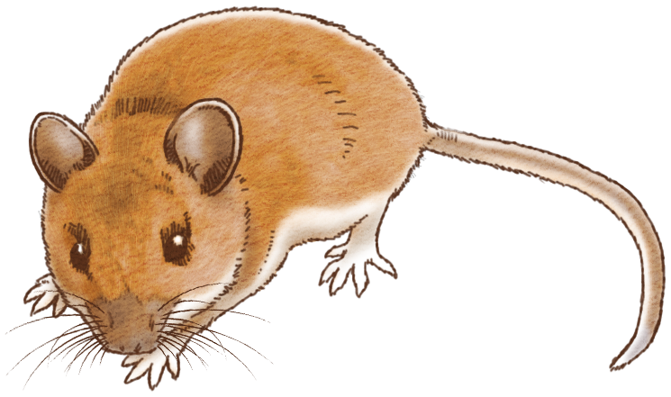 ベスト50 ネズミ イラスト リアル 動物ゾーン