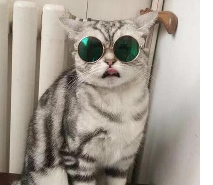 Foto Kucing Anggora Pakai Kacamata Terbaru  30 Gambar  