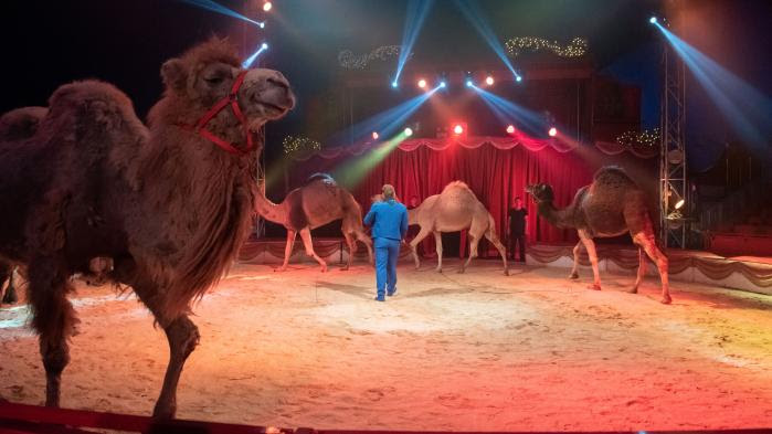 Les animaux sauvages dans les cirques itinérants vont progressivement être interdits en France