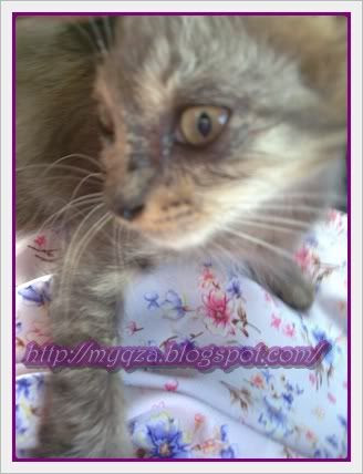 Si BuLu KemBanG : TuannyA aDaLah Makcik KucinG! Jika akU 