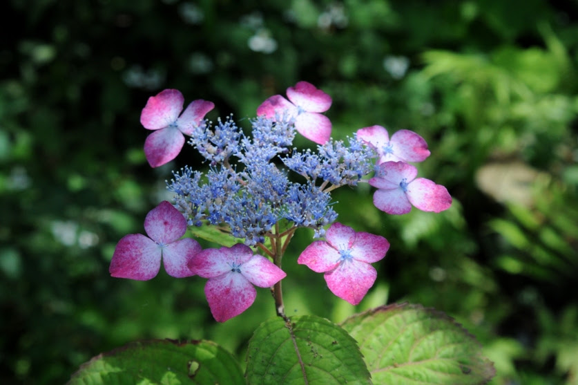 すべての花の画像 ベスト50 山紫陽花 種類