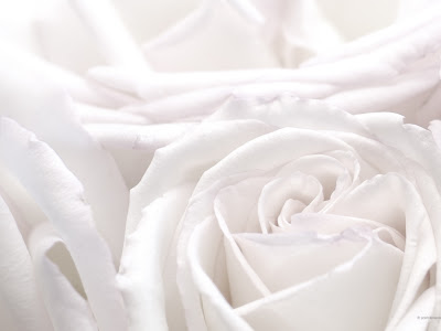 √無料でダウンロード！ 薔薇 背景 シンプル 782279