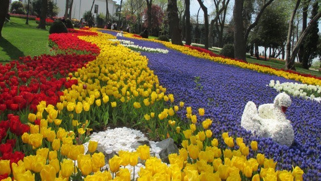 Foto Bunga Tulip Terindah  Mawar Ku