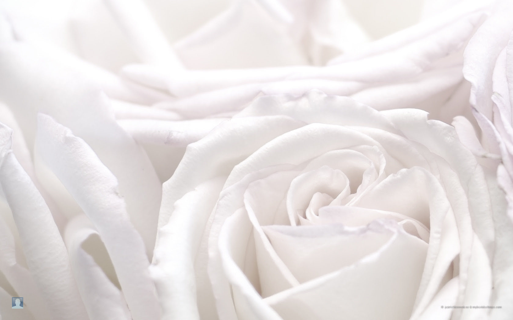 ぜいたく薔薇 壁紙 シンプル 最高の花の画像