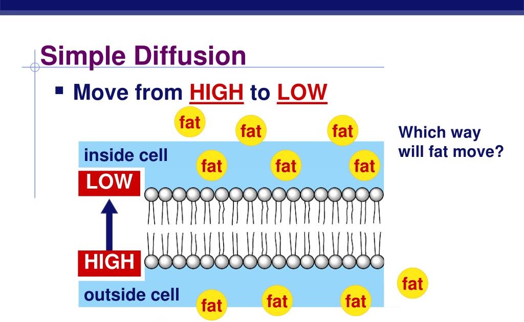 Solution Or Across A Semipermeable Membrane. Simple Diffusion Is