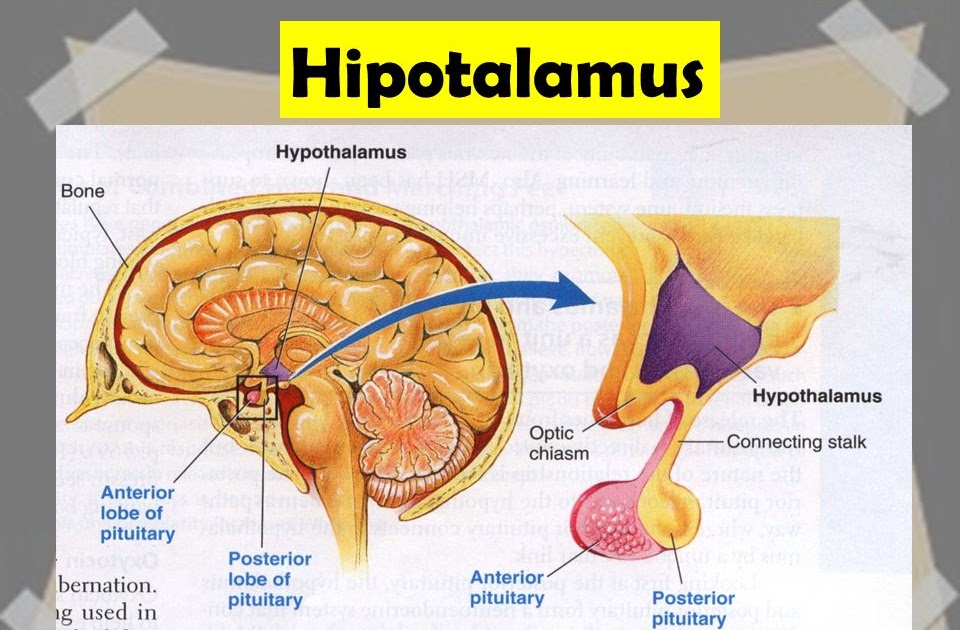 Hormon Kelenjar  Pituitari Anterior