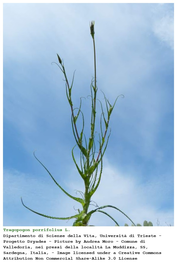 Tragopogon porrifolius L.