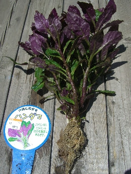 すべての花の画像 エレガント金時草 育て方
