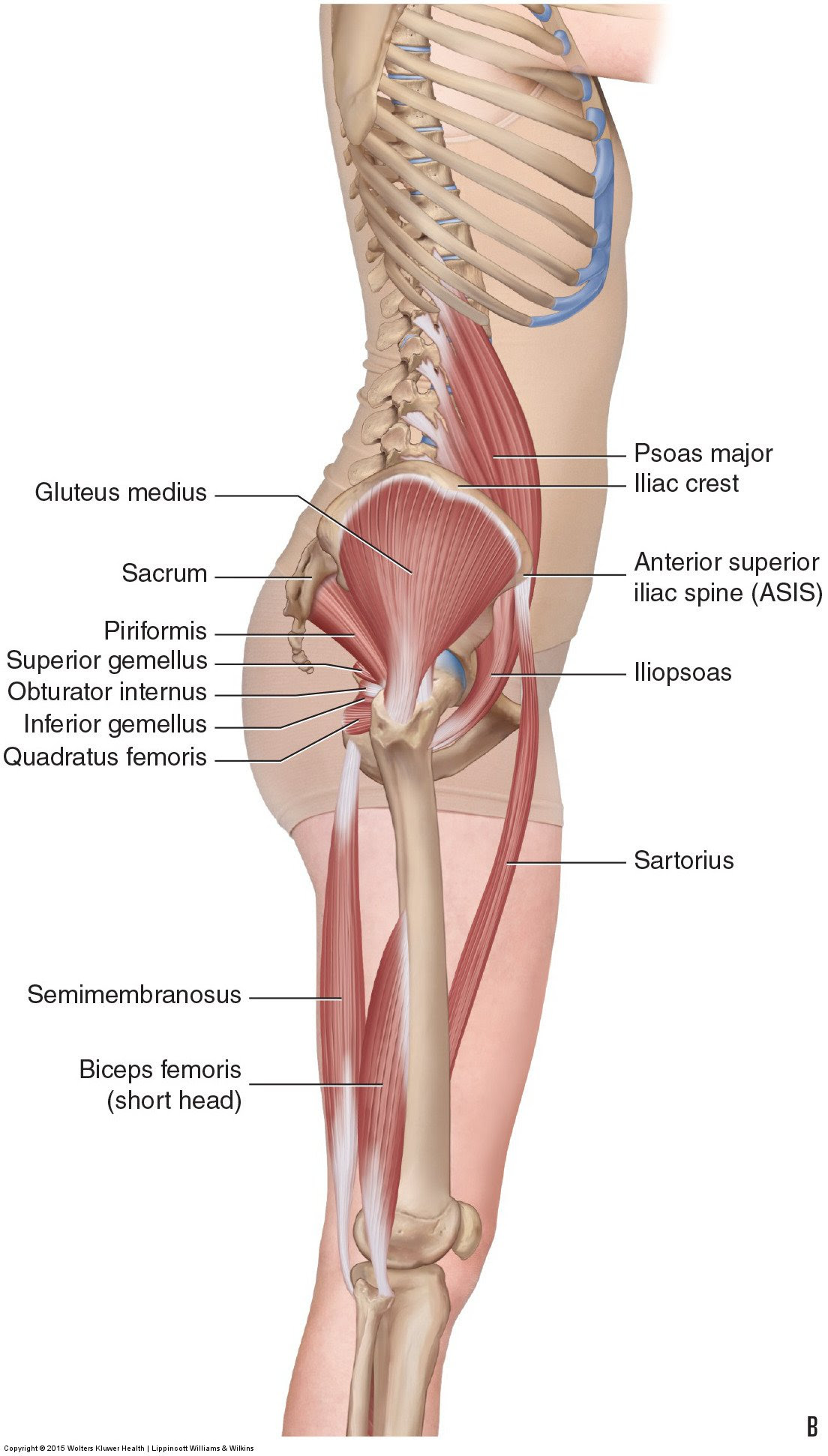 Apr 13, 2020 · related posts of muscles of the lower back and hip diagram muscle anatomy gluteus. Muscles Of The Lumbar Spine Of The Trunk