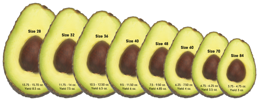 One pound is 16 ounces. Avocado Sizing Index Fresh