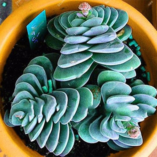 Growing cactus from seeds and cuttings. 100pcs Cactus Succulent Seeds Plants Annual Planting Home Garden Bonsai Rr6 Yard Garden Outdoor Living Items Plants Seeds Bulbs