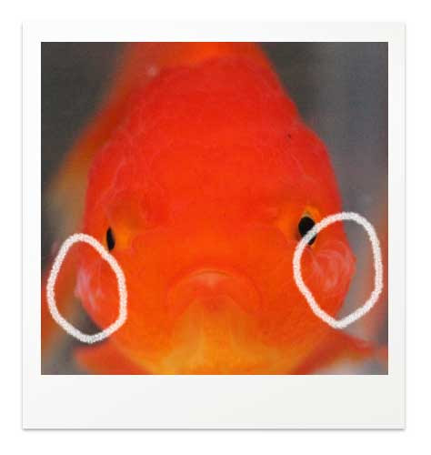 金魚 病気 白い こぶ Englshclo