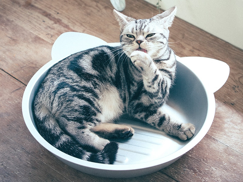 トップレート ねこ鍋 壁紙 あなたのための壁紙画像 Itulahkabegami