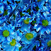 Immagini Fiori 4K / Scarica Sfondi Le Gerbere Colorate 4k Bokeh Bellissimi Fiori Bouquet Gerbera Bouquet Di Fiori Colorati Per Desktop Libero Immagini Sfondo Del Desktop Libero - Vi offriamo di scaricare sfondi frattali, digitale fiori, 4k, astrazione da un insieme di categorie astratto per la relativa delibera del monitor per la registrazione gratuita e senza.