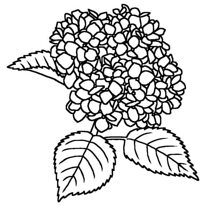 最高かつ最も包括的な紫陽花 イラスト フリー 白黒 すべてのイラスト画像