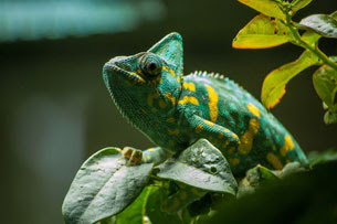 Día Mundial del Lagarto