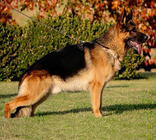 These akc german shepherd puppies come from a world champion bloodline with imported parents! Vollkommen German Shepherd Kennel Texas West German Show Line