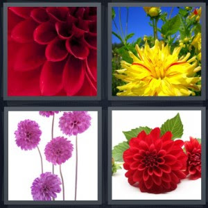 We did not find results for: 4 Pics 1 Word Answer For Petals Garden Bouquet Flower Heavy Com