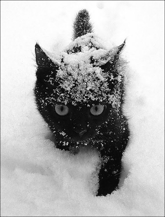 すべての美しい花の画像 元の壁紙 スマホ 黒猫