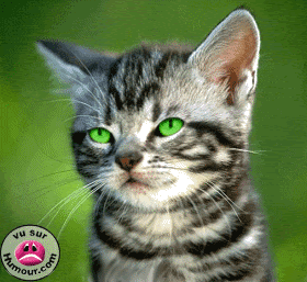 Cool Chat Qui Tire La Langue Gif Abdofolio